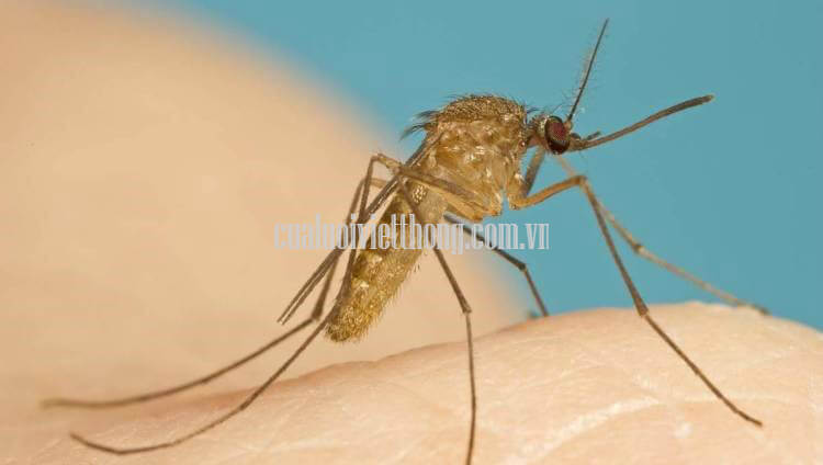 Cận cảnh loài muỗi Culex