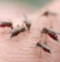 Chống muỗi trong nhà – Cách đuổi muỗi hiệu quả tại nhà